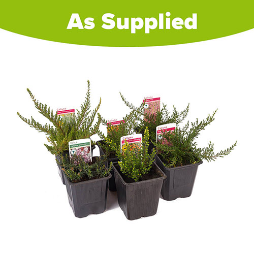 Four Seasons Heather Collection