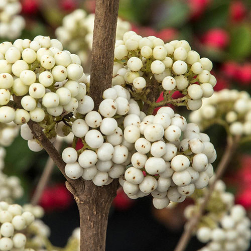 Callicarpa Magical Snowstar Callicarpa Magical Snowstar