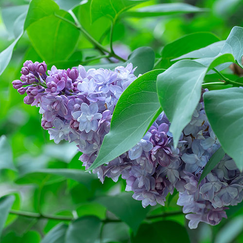 Lilac Katherine Havemeyer