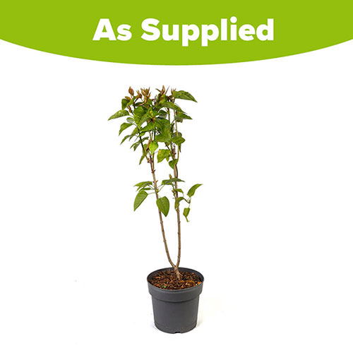 Lilac Katherine Havemeyer