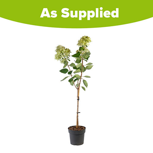 Hydrangea Magical Candle Standard Hydrangea Magical Candle Standard