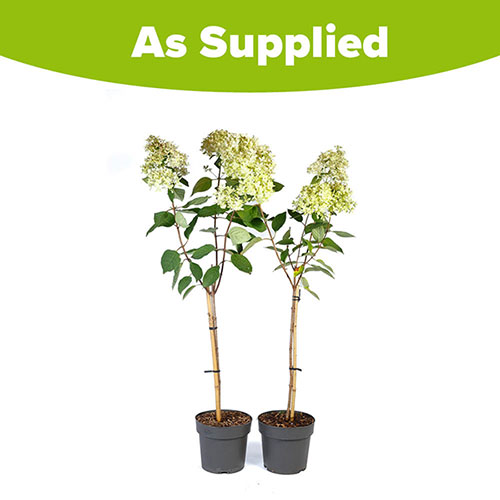 Hydrangea Magical Candle Standards Hydrangea Magical Candle Standards