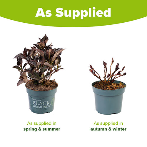 Hydrangea Black Diamonds Midnight Pearl