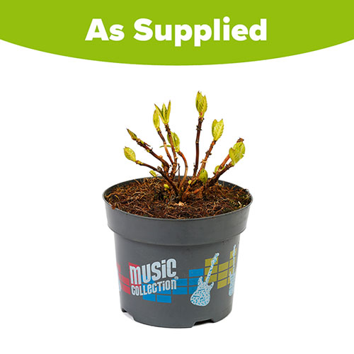 Hydrangea Deep Purple Dance