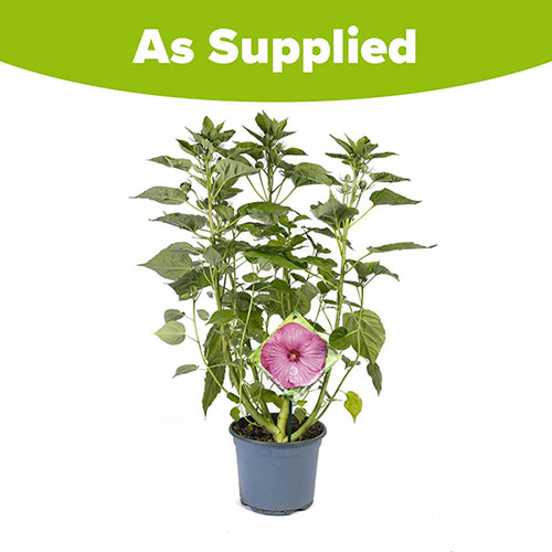 Hibiscus Luna Rose Hibiscus Luna Rose