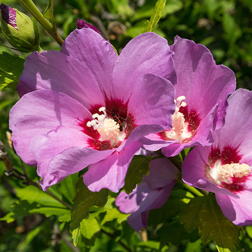 Hibiscus Woodbridge Mini Standards