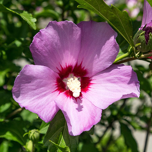 Hibiscus Woodbridge Mini Standards