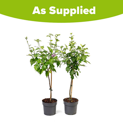 Hibiscus Woodbridge Mini Standards