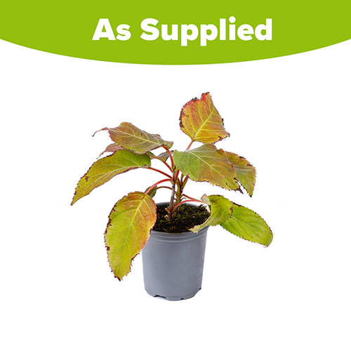 Hydrangea Rosemary Foster