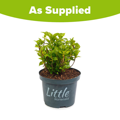 Hydrangea Little Hortensia Blue