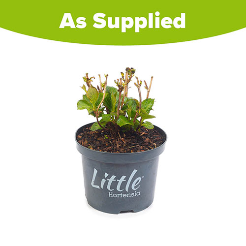 Hydrangea Little Hortensia White