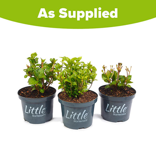 Hydrangea Little Hortensia Collection