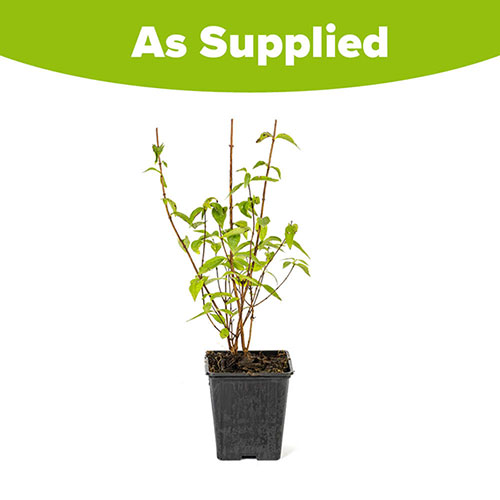 Philadelphus Petite Perfume Pink