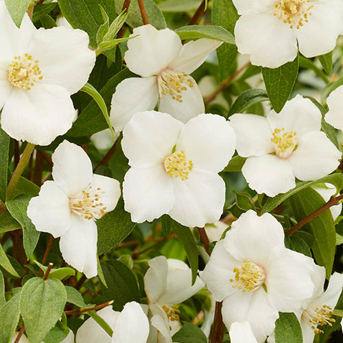 Philadelphus Petite Perfume White
