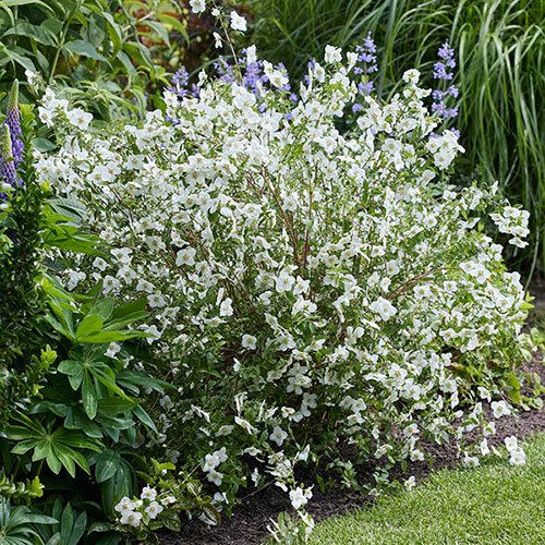 Philadelphus Petite Perfume White Philadelphus Petite Perfume White