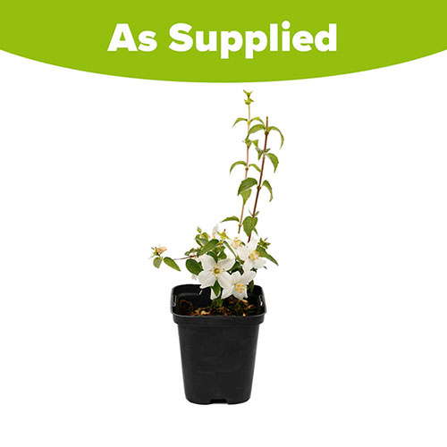 Philadelphus Petite Perfume White Philadelphus Petite Perfume White