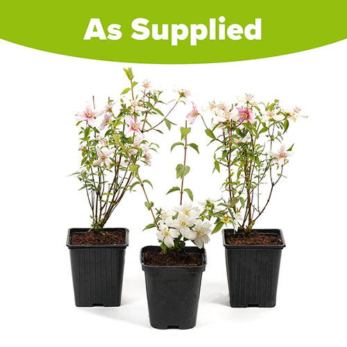 Philadelphus Petite Perfume Collection