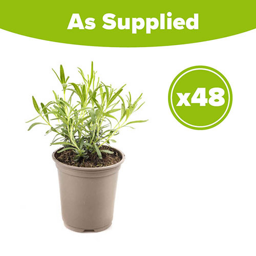 English Lavender Hidcote Hedging English Lavender Hidcote Hedging