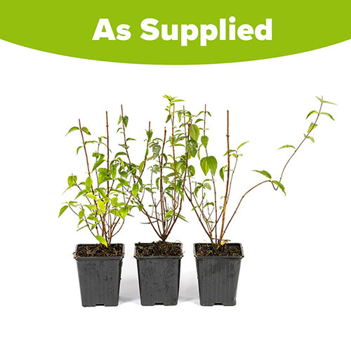 Philadelphus Petite Perfume Pink Philadelphus Petite Perfume Pink