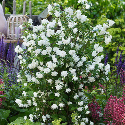 Philadelphus 'Pearls of Perfume'