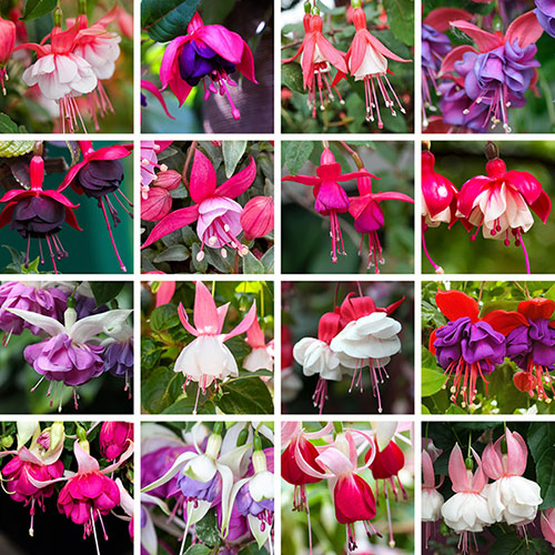 Lucky Dip Hardy Fuchsia Collection