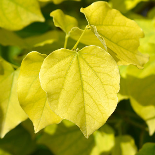 Cercis chinensis Shirobana