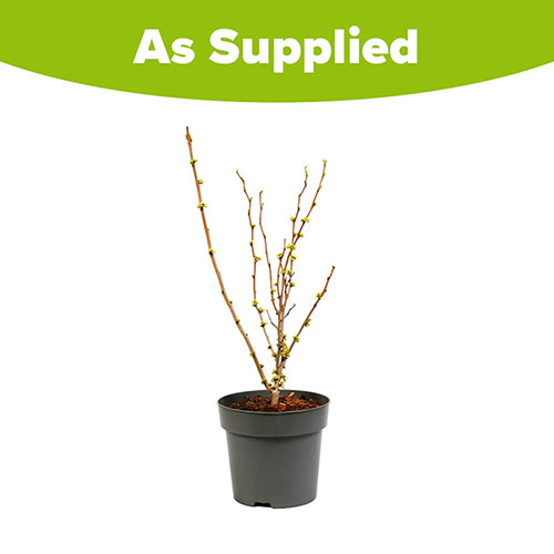 Cercis chinensis Shirobana Cercis chinensis Shirobana