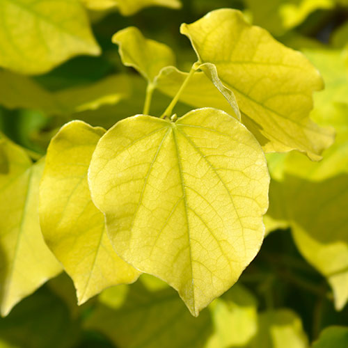 Cercis chinensis Shirobana