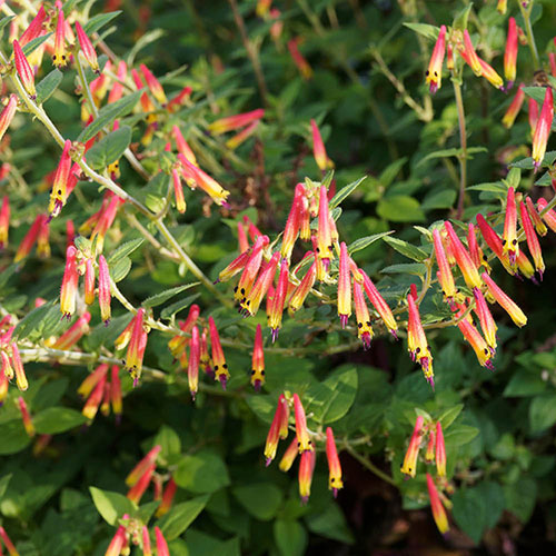 Jacobinia pauciflora Jacobinia pauciflora