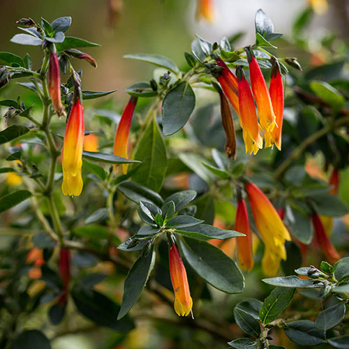 Jacobinia pauciflora Jacobinia pauciflora