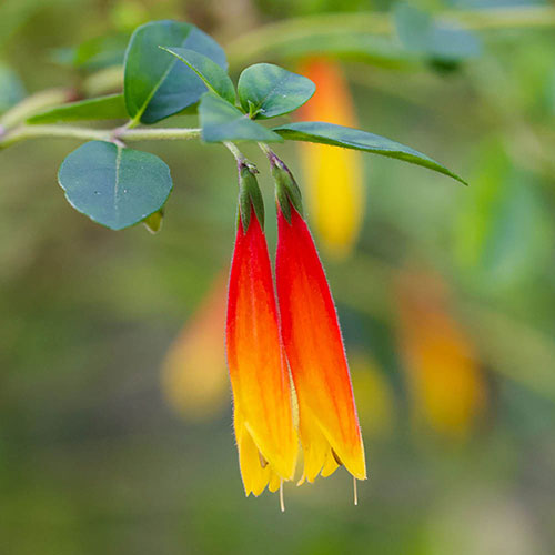 Jacobinia pauciflora Jacobinia pauciflora