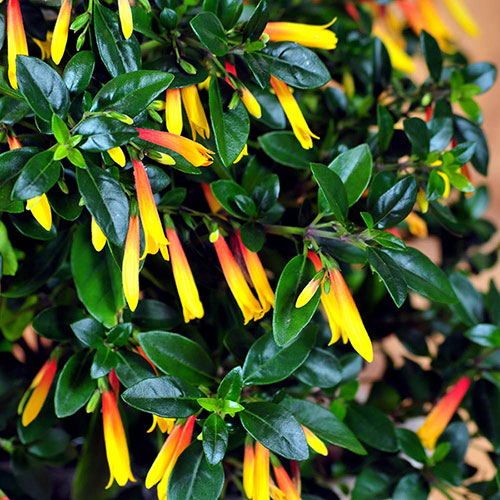Jacobinia pauciflora Jacobinia pauciflora