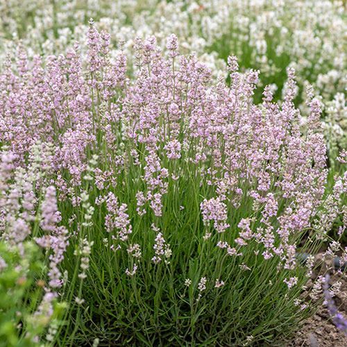 Pink English Lavender