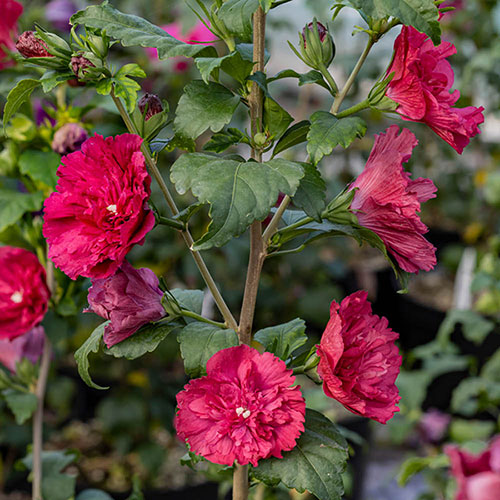 Hibiscus Red Chiffon Hibiscus Red Chiffon