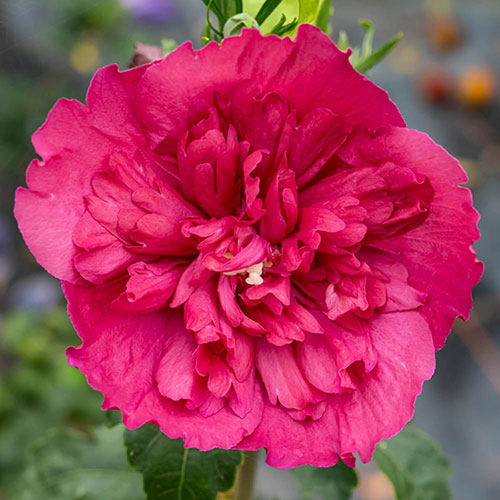 Hibiscus Red Chiffon Hibiscus Red Chiffon