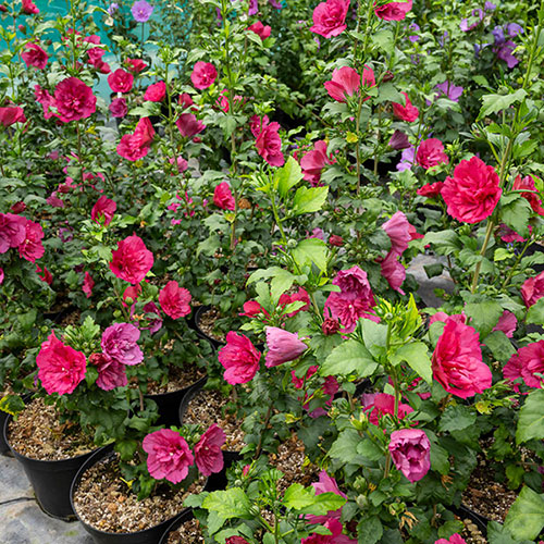 Hibiscus Red Chiffon Hibiscus Red Chiffon