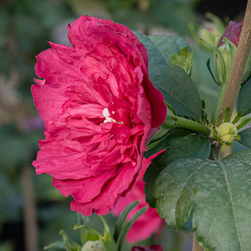 Hibiscus Red Chiffon Hibiscus Red Chiffon