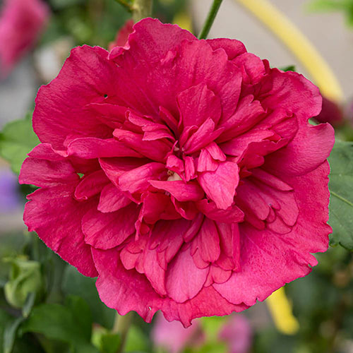 Hibiscus Red Chiffon Hibiscus Red Chiffon