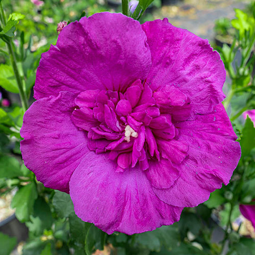 Hibiscus Purple Chiffon Hibiscus Purple Chiffon
