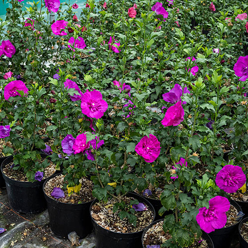 Hibiscus Purple Chiffon Hibiscus Purple Chiffon