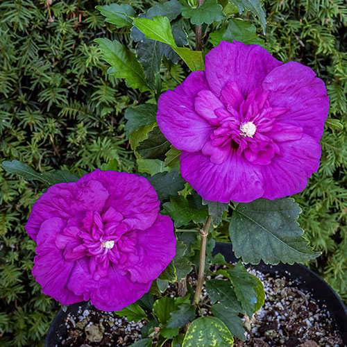 Hibiscus Purple Chiffon Hibiscus Purple Chiffon