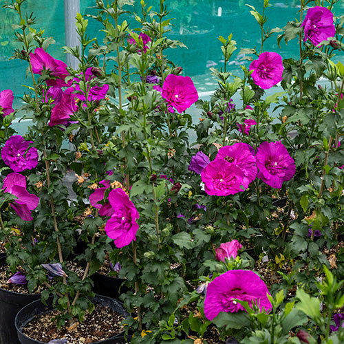 Hibiscus Purple Chiffon Hibiscus Purple Chiffon