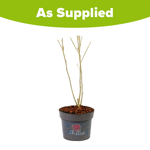 Hibiscus Purple Chiffon Hibiscus Purple Chiffon