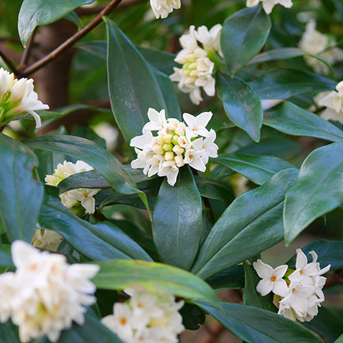 Daphne Perfume Princess White Daphne Perfume Princess White