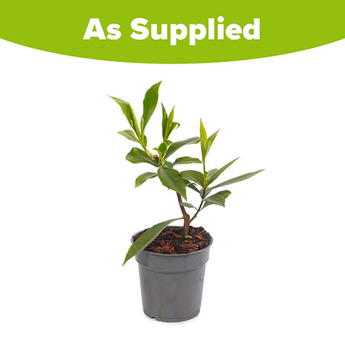 Daphne Perfume Princess White Daphne Perfume Princess White