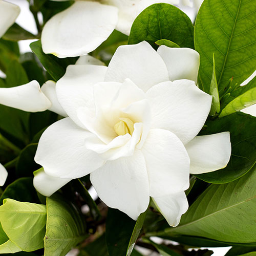 Gardenia jasminoides Fool Proof Gardenia jasminoides Fool Proof