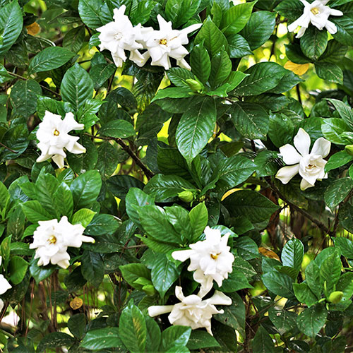 Gardenia jasminoides Fool Proof Gardenia jasminoides Fool Proof