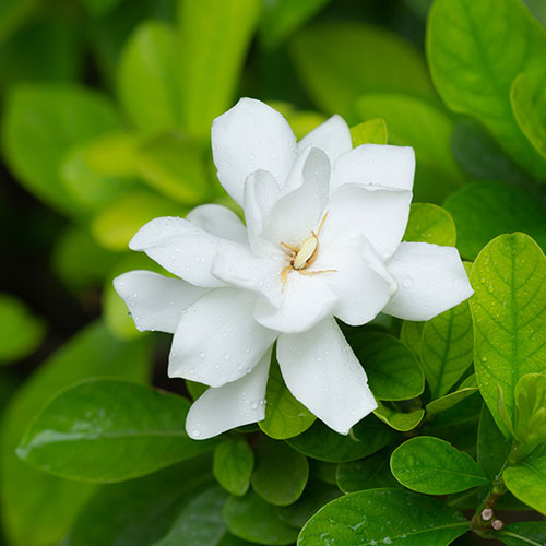 Gardenia jasminoides Fool Proof Gardenia jasminoides Fool Proof