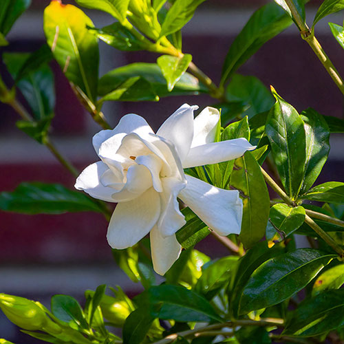 Gardenia jasminoides Fool Proof Gardenia jasminoides Fool Proof