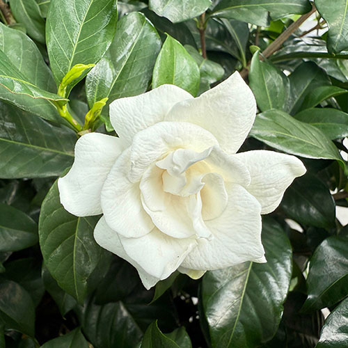 Gardenia jasminoides Fool Proof Gardenia jasminoides Fool Proof